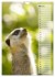 Erdmännchen, putzige Kerlchen mit... - Bild 13
