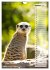 Erdmännchen, putzige Kerlchen mit... - Bild 3