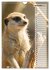 Erdmännchen, putzige Kerlchen mit... - Bild 5