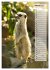 Erdmännchen, putzige Kerlchen mit... - Bild 8