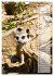 Erdmännchen, putzige Kerlchen mit... - Bild 9