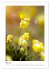 Kalkmagerrasen (Wandkalender 2026 DIN... - Bild 9