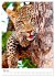 Leoparden - Die Beute im Visier.... - Bild 11