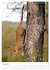 Leoparden - Die Beute im Visier.... - Bild 12