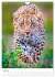 Leoparden - Die Beute im Visier.... - Bild 13
