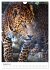 Leoparden - Die Beute im Visier.... - Bild 14