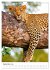 Leoparden - Die Beute im Visier.... - Bild 15