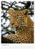 Leoparden - Die Beute im Visier.... - Bild 4