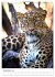 Leoparden - Die Beute im Visier.... - Bild 5