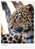Leoparden - Die Beute im Visier.... - Bild 7