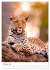 Leoparden - Die Beute im Visier.... - Bild 8