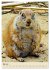 Familie Präriehund (Wandkalender 2026... - Bild 11