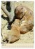 Familie Präriehund (Wandkalender 2026... - Bild 10
