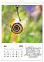 Schnecklein (Wandkalender 2026 DIN A4... - Bild 11