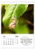 Schnecklein (Wandkalender 2026 DIN A4... - Bild 13