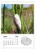 Schnecklein (Wandkalender 2026 DIN A4... - Bild 14