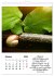 Schnecklein (Wandkalender 2026 DIN A4... - Bild 3