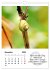 Schnecklein (Wandkalender 2026 DIN A4... - Bild 4