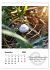 Schnecklein (Wandkalender 2026 DIN A4... - Bild 5