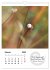 Schnecklein (Wandkalender 2026 DIN A4... - Bild 8