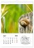 Schnecklein (Wandkalender 2026 DIN A4... - Bild 10