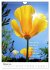 Licht Farbe Natur (Wandkalender 2026... - Bild 8