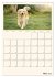 Zauberhafte Golden Retriever... - Bild 11