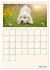 Zauberhafte Golden Retriever... - Bild 12