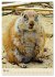 Familie Präriehund (Wandkalender 2026... - Bild 11