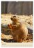 Familie Präriehund (Wandkalender 2026... - Bild 12
