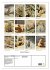 Familie Präriehund (Wandkalender 2026... - Bild 6