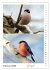 Vogel-Paare (Wandkalender 2026 DIN A3... - Bild 8