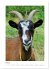 Ziegenportraits (Tischkalender 2026 DIN... - Bild 11