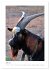 Ziegenportraits (Tischkalender 2026 DIN... - Bild 12