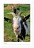 Ziegenportraits (Tischkalender 2026 DIN... - Bild 13
