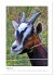 Ziegenportraits (Tischkalender 2026 DIN... - Bild 14