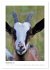 Ziegenportraits (Tischkalender 2026 DIN... - Bild 15