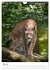 Der eurasische Luchs (Wandkalender 2026... - Bild 13