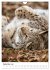 Der eurasische Luchs (Wandkalender 2026... - Bild 15