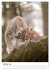 Der eurasische Luchs (Wandkalender 2026... - Bild 3