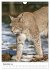 Der eurasische Luchs (Wandkalender 2026... - Bild 5