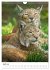 Der eurasische Luchs (Wandkalender 2026... - Bild 10
