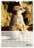 Erdmännchen - Afrikas liebenswerte... - Bild 11
