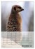 Erdmännchen - Afrikas liebenswerte... - Bild 5