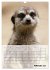 Erdmännchen - Afrikas liebenswerte... - Bild 8
