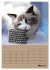 Ragdolls zum Verlieben (Wandkalender... - Bild 11