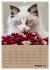 Ragdolls zum Verlieben (Wandkalender... - Bild 14