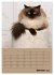 Ragdolls zum Verlieben (Wandkalender... - Bild 3