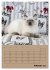 Ragdolls zum Verlieben (Wandkalender... - Bild 8