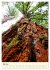 Redwoods - Faszination Mammutbäume... - Bild 11